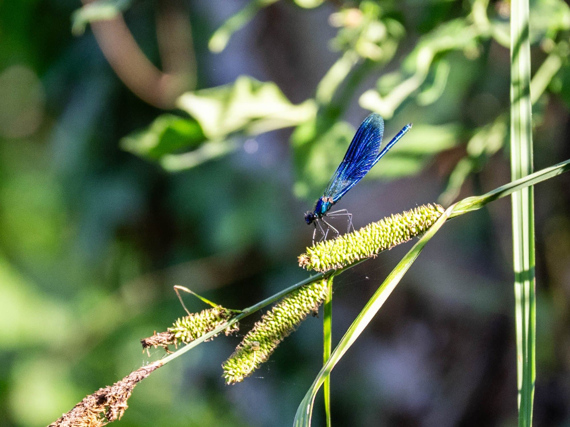 Blaue Stunde: Kanu-Tour im Spreewald